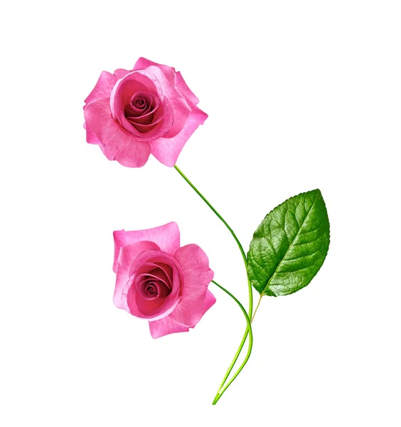 The buds of flowers roses. — Stock Photo, Image