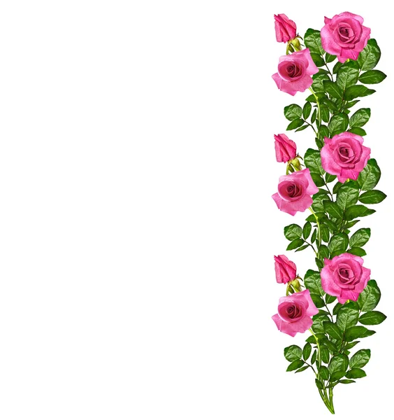 Knoppar blommor rosor. — Stockfoto