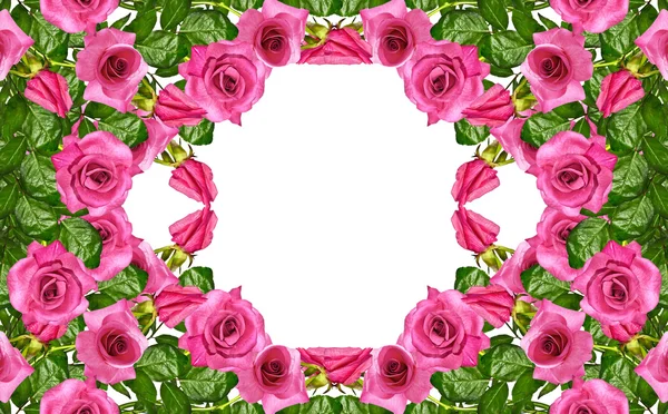 Los capullos de las flores rosas . —  Fotos de Stock