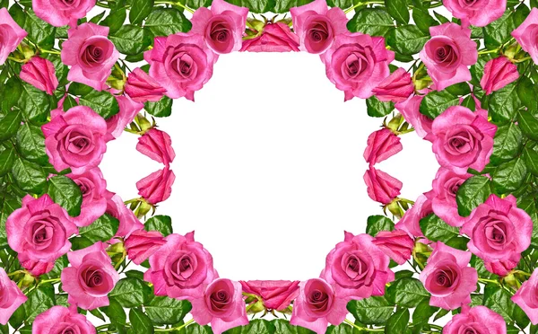 I boccioli di fiori rose . — Foto Stock