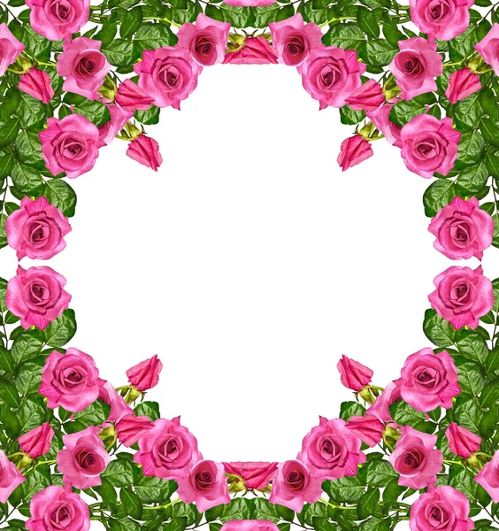 Die Knospen der Blumen Rosen. — Stockfoto