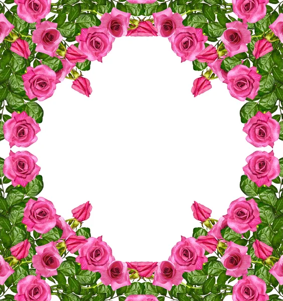 I boccioli di fiori rose . — Foto Stock