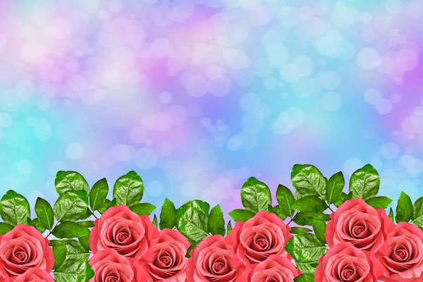 The buds of flowers roses. Holiday card. Floral background of ro — Stock Photo, Image