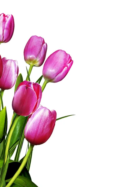 Bouquet of pink tulips isolated on white background — Stock Photo, Image