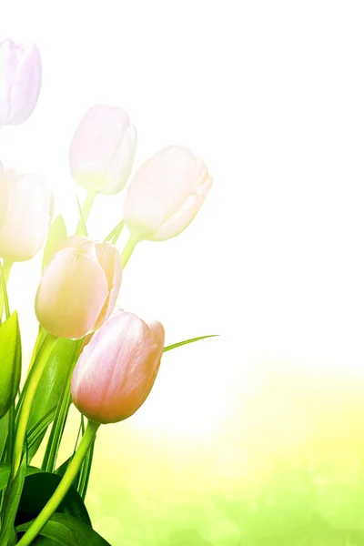 Ramo de tulipanes rosados aislados sobre fondo blanco —  Fotos de Stock