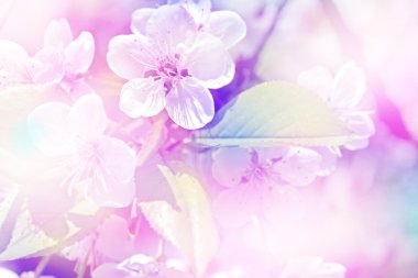 Bahar manzara. Bahar çiçekli Bahçe.