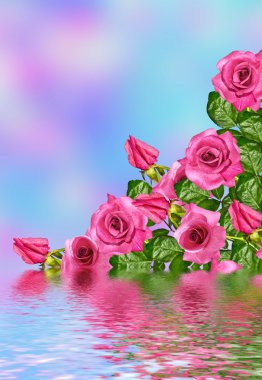 Çiçek gül tomurcukları. Tatil kartı. Ro çiçek arka plan