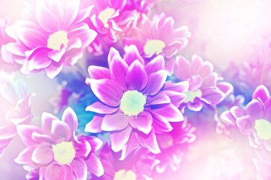  Çiçekli dallar krizantem. güzel çiçekler