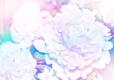 Çiçek arka plan. Güzel çiçek açan bahar peonies çiçekler.