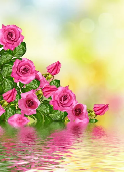 I boccioli di rose fiorite. Biglietto vacanza — Foto Stock