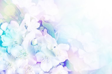 Bahar yatay, hassas Yasemin çiçekleri