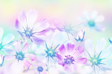 Cosmos çiçekler. manzara. bahar çiçekleri