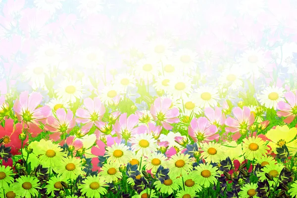 Flores cosmos. paisagem. flores de primavera — Fotografia de Stock