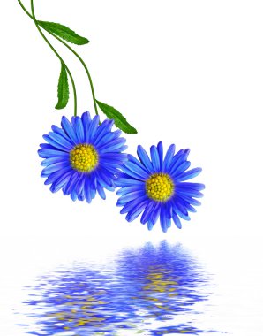 Beyaz arka planda izole edilmiş papatyalar.