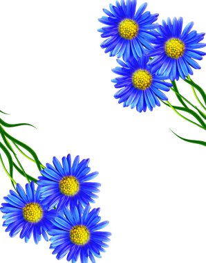 Beyaz arka planda izole edilmiş papatyalar.