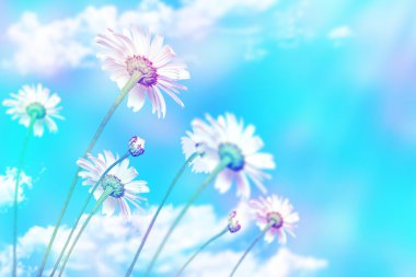 Mavi gökyüzü arka plan üzerinde papatya çiçekleri