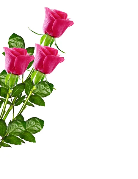 De toppen van bloemen rozen. — Stockfoto