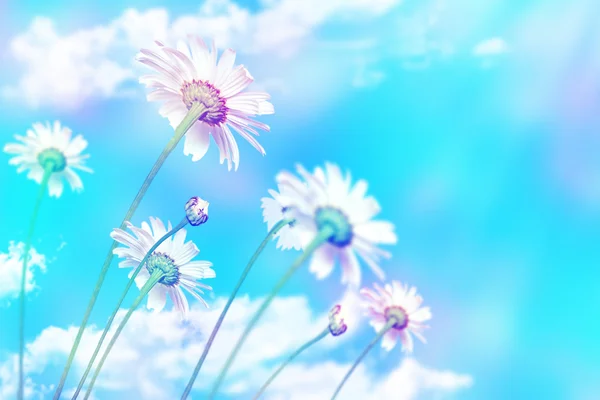 Fiori margherita su sfondo cielo blu — Foto Stock