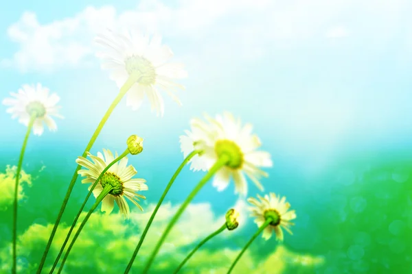 Daisy flowers on blue sky background — Stock Photo, Image