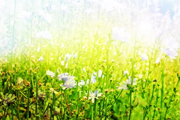 Paisagem de verão. Flores silvestres. fundo de flores azuis de chi — Fotografia de Stock