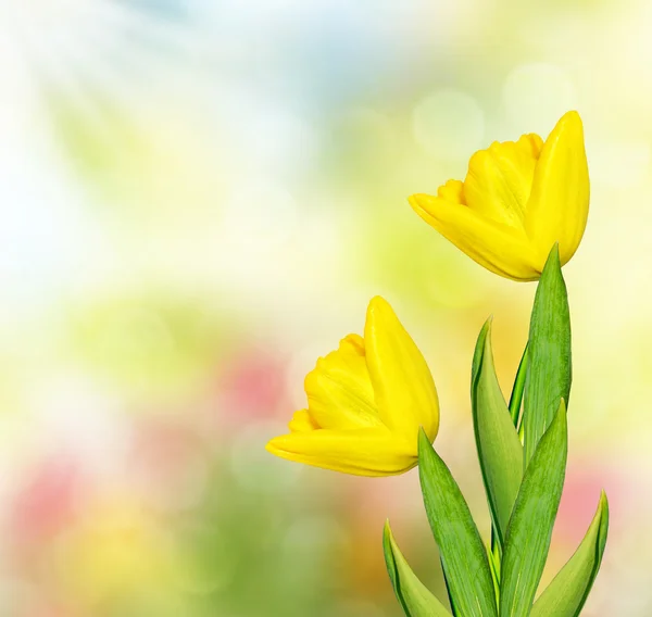 Paisaje primavera. hermosas flores de primavera tulipán — Foto de Stock