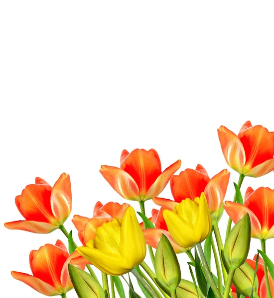 Flores de primavera tulipanes aislados sobre fondo blanco. — Foto de Stock
