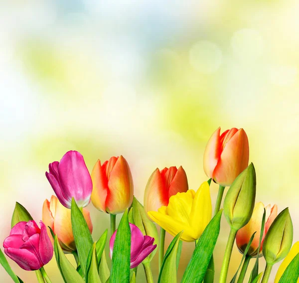 Paisaje primavera. hermosas flores de primavera tulipán — Foto de Stock