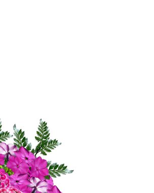 phlox çiçekleri beyaz arkaplanda izole edildi