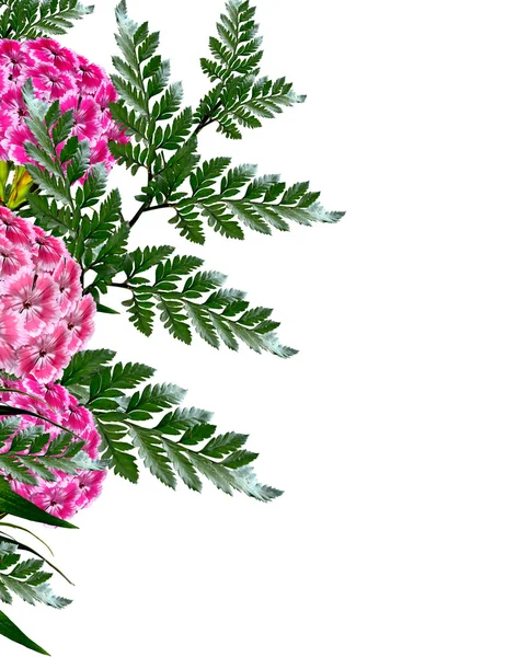 Bukett blommor nejlika isolerad på vit bakgrund — 图库照片