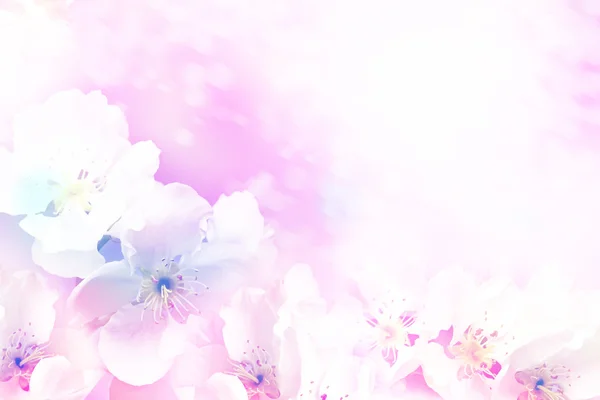 Bahar manzara. Çiçekli armut — Stok fotoğraf