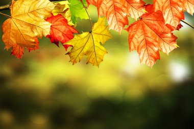 Sonbahar yaprakları. Altın sonbahar. Renkli sonbahar yaprakları