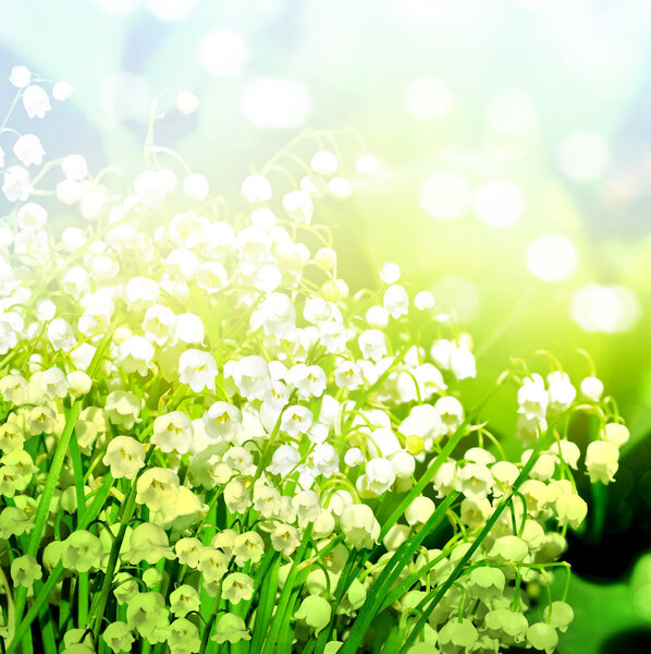 lily of the valley. spring May flowers. spring landscape