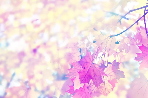 Herfst gebladerte. Gouden herfst. Kleurrijke Herfstbladeren — Stockfoto