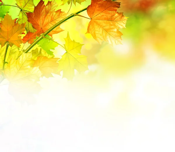 Folhagem de outono. Outono de Ouro. Folhas de outono coloridas — Fotografia de Stock