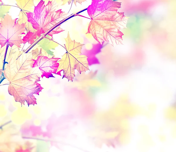 Φύλλα το φθινόπωρο. Χρυσή φθινόπωρο. Πολύχρωμα φύλλα του φθινοπώρου — Φωτογραφία Αρχείου