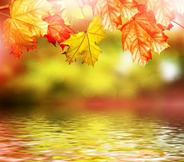 Φύλλα το φθινόπωρο. Χρυσή φθινόπωρο. Πολύχρωμα φύλλα του φθινοπώρου — Φωτογραφία Αρχείου