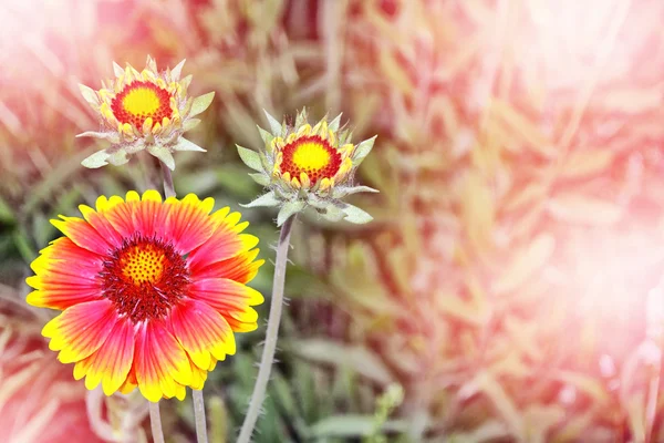 Yaz manzara. Renkli Bahçe çiçek Gaillardia. — Stok fotoğraf