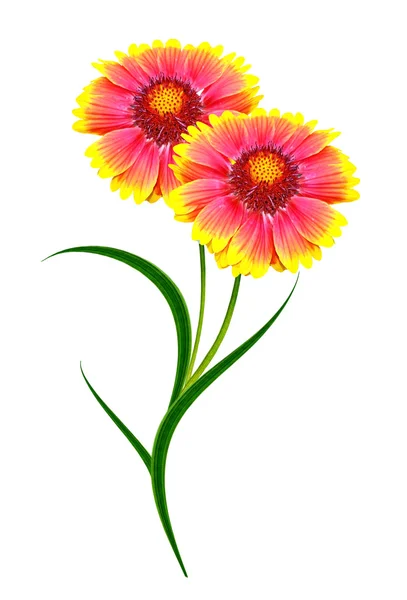 Bouquet di fiori colorati di Gaillardia. fiori delicati isol — Foto Stock