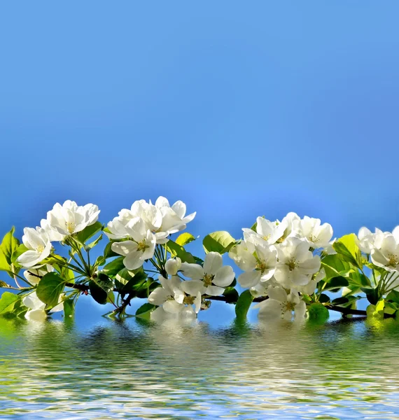 Paisaje de primavera. manzano floreciente. Jardín con flores de primavera . — Foto de Stock