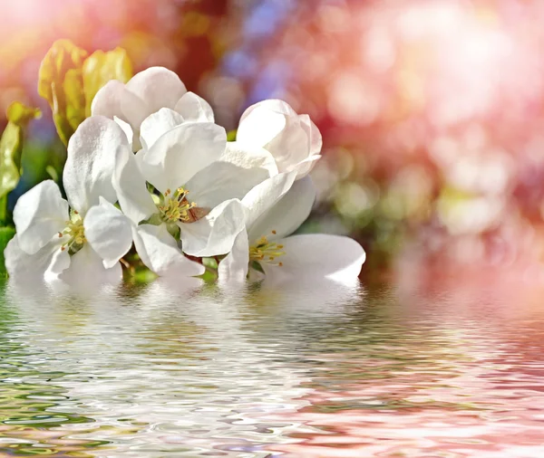 春の風景。開花リンゴの木。春花の咲く庭園. — ストック写真