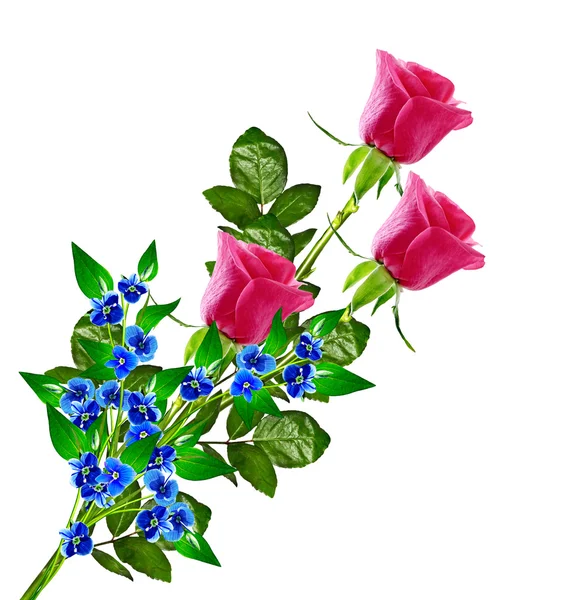 De toppen van bloemen rozen. — Stockfoto