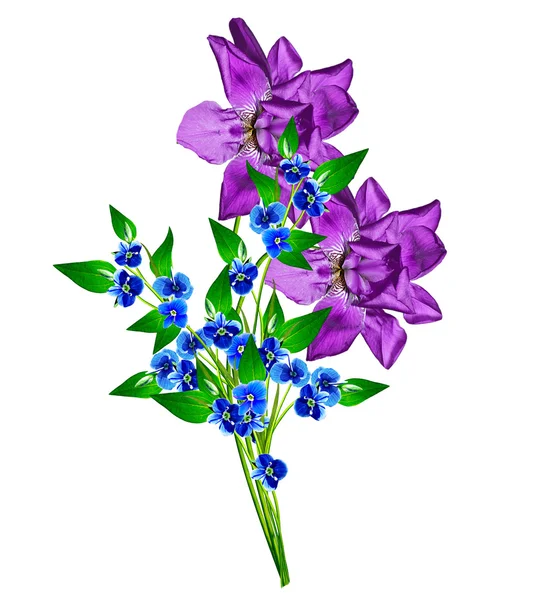 Iris fiori primaverili isolati su sfondo bianco. bellissimo flo — Foto Stock