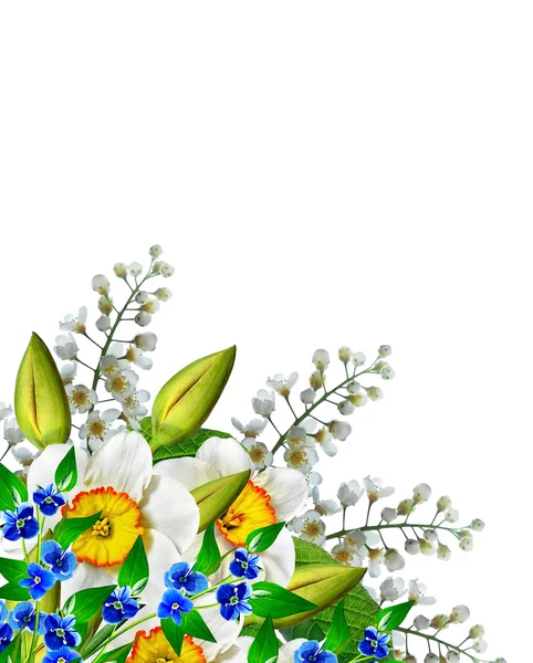 Kevään kukat narcissus eristetty valkoisella taustalla — kuvapankkivalokuva