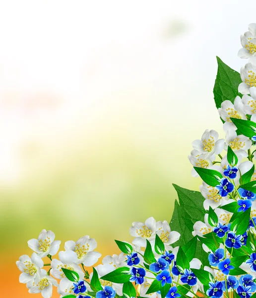 Floare de iasomie albă . — Fotografie, imagine de stoc