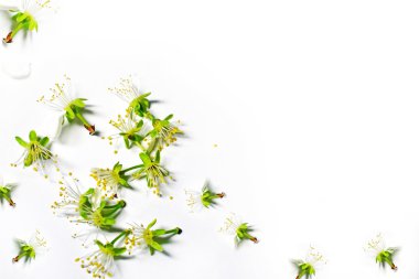 Arka plan çok hassas elma yaprağı. Bahar.