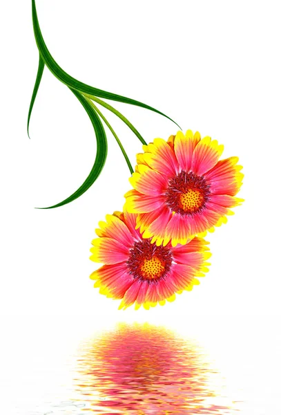 Bukett av färgglada blommor av Gaillardia. fina blommor isol — Stockfoto