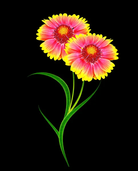 Bouquet of colorful flowers of Gaillardia. delicate flowers isol — Stock Photo, Image