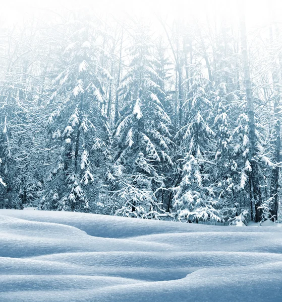 Bosque de invierno. Paisaje invernal. Árboles cubiertos de nieve —  Fotos de Stock