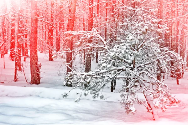 Bosque de invierno. Paisaje invernal. Árboles cubiertos de nieve —  Fotos de Stock