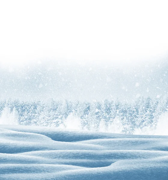 Kış orman. Kış manzarası. Ağaçlar kar kaplı